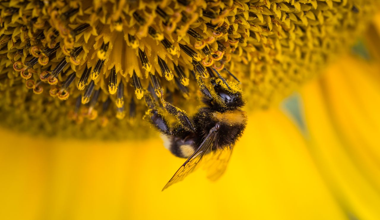 Bee collecting pollen from a sunflower, a classic example of mutualism in ecology
