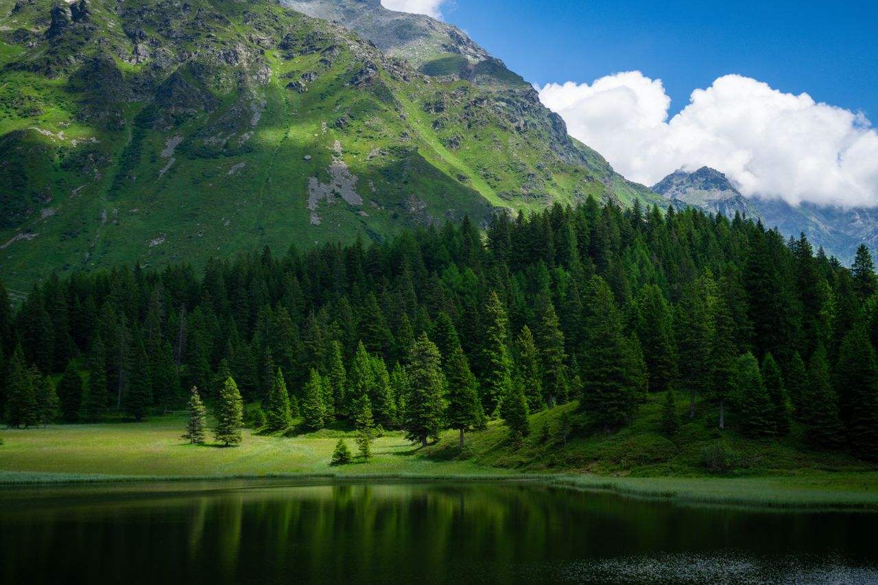 Mountain lake surrounded by coniferous forest, showing biotic and abiotic factors in an ecosystem