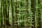 Sunlight filtering through a green forest canopy, an ecosystem example for the ultimate cheat sheet on ecology