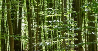 Sunlight filtering through a green forest canopy, an ecosystem example for the ultimate cheat sheet on ecology