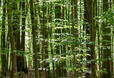 Sunlight filtering through a green forest canopy, an ecosystem example for the ultimate cheat sheet on ecology