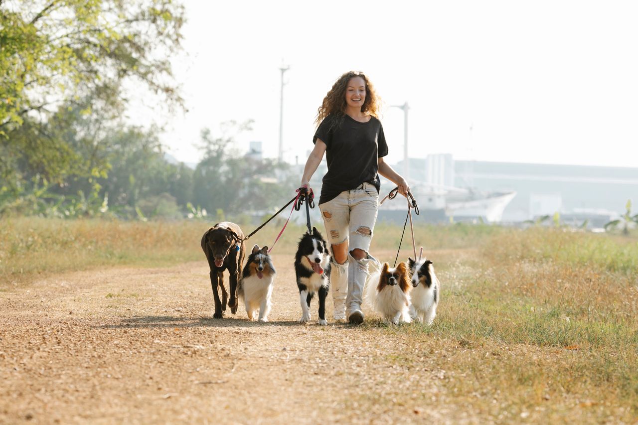 Woman walking a group of dogs, a quick local job that can make money in one hour
